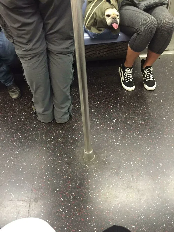 Vi a este encantador amiguito durante mi viaje matutino 