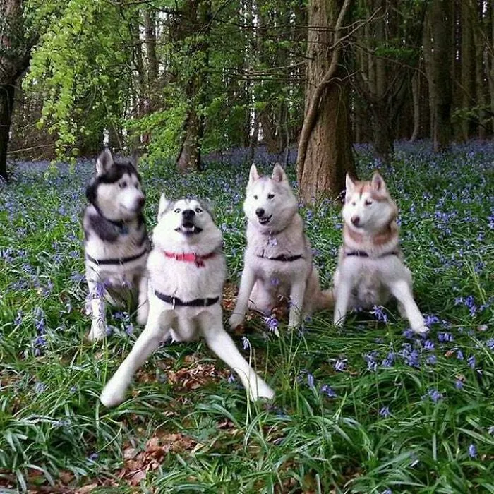"Humano, ¡tómame una foto a mí primero!"