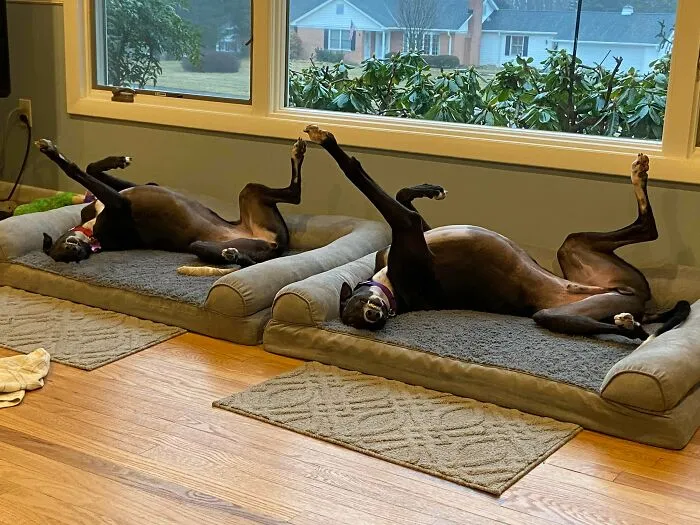 Twinsie Derp. How This Is Comfortable?