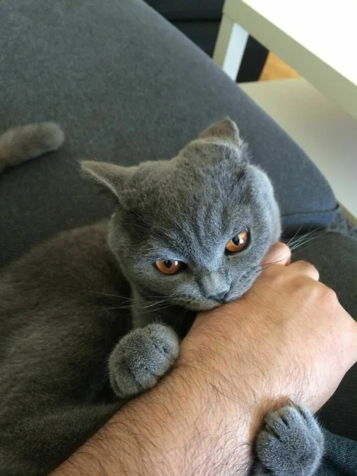 No me has visto en una semana. Recibido con colmillos. Mi gato me odia