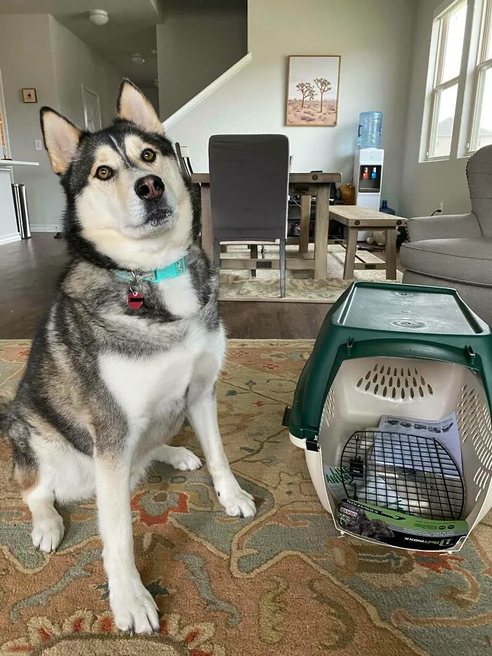 His XL Crate Arrived From eBay Today