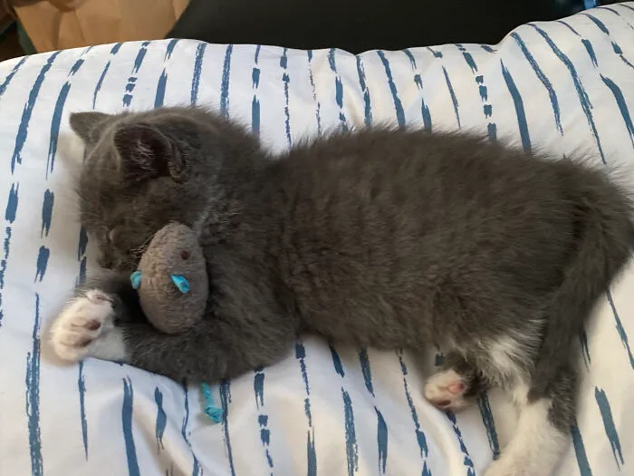 My Baby Boy Blu