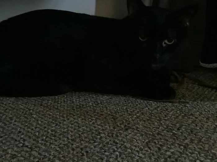 This Random Pic Of My Cat