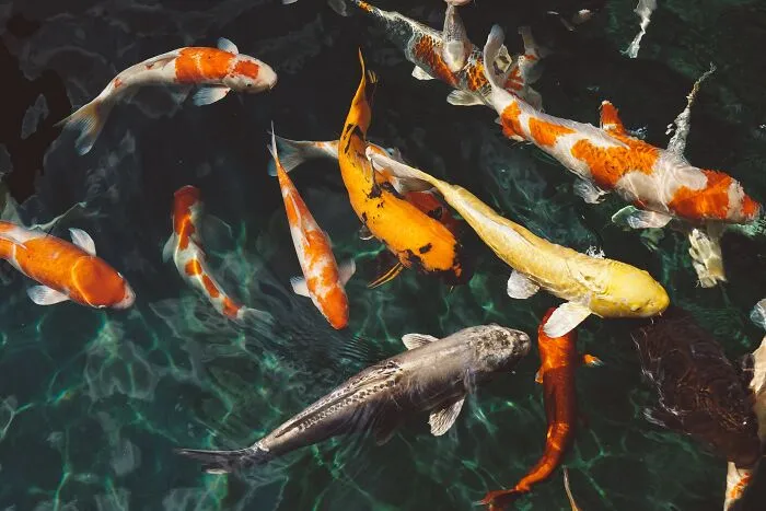 Colorful koi fish swimming in clear water reflecting sunlight, showcasing patterns and colors not usually learned at school.