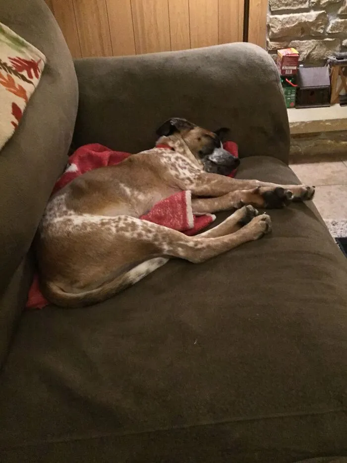 Cozy Dog