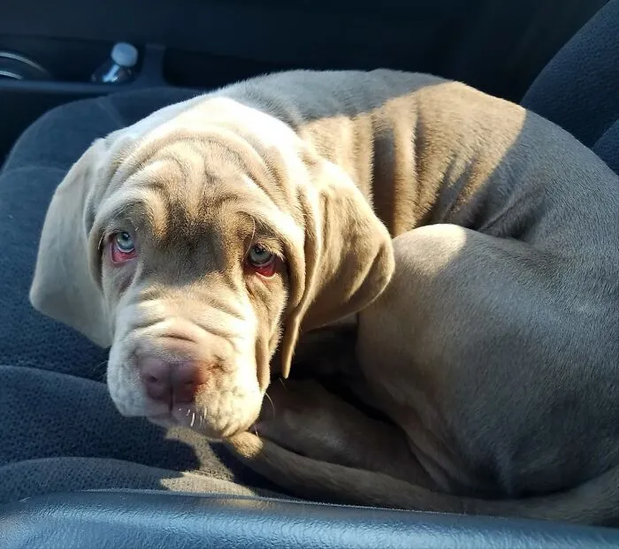 Tiny Big Dog