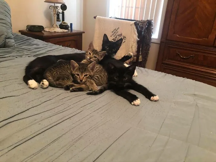 This Is Our Little Cat Family That Happened Because We Had Been Feeding This Sweet Homeless Tuxedo Who Decided To Come Inside Our House And Have Her Babies