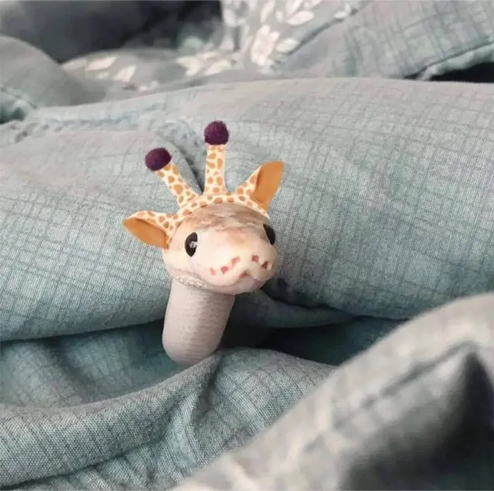 "This Giraffe Looks Funny"