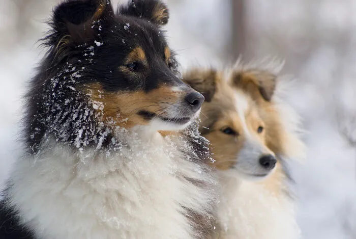 30 Veterinarians Share Things All Pet Owners Should Be Aware Of