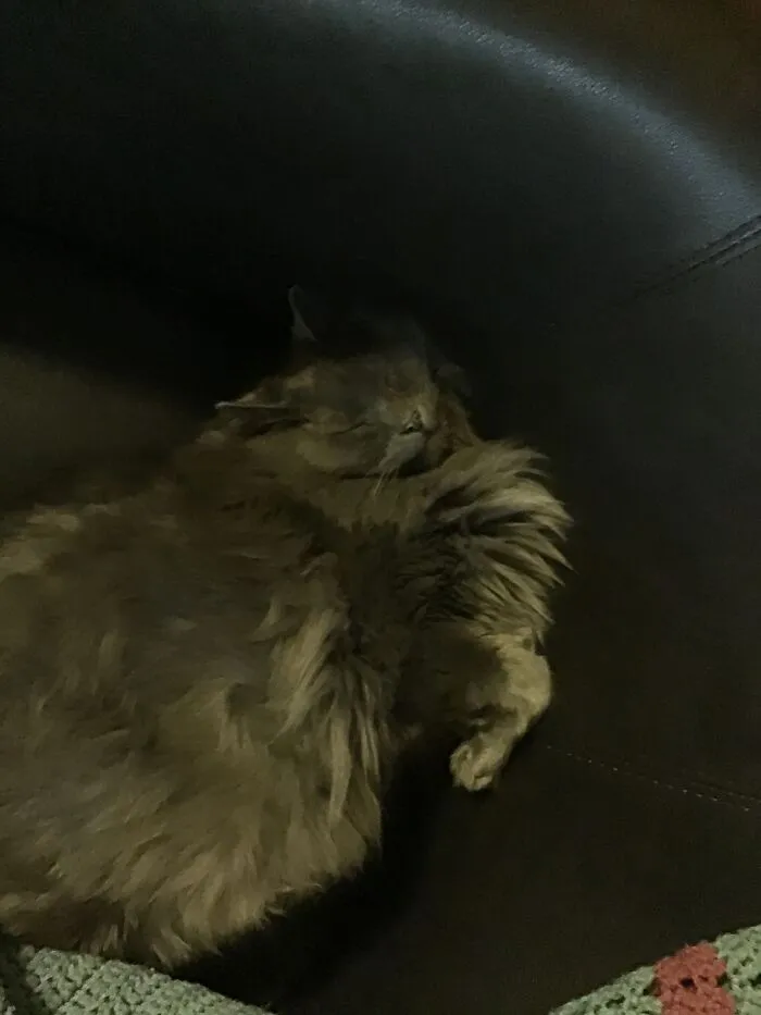 I Have No Words For How Weird My Mom's Cat Is