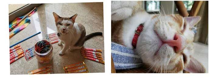 Georgie (R) Charlie (L)  @georgie.saurus