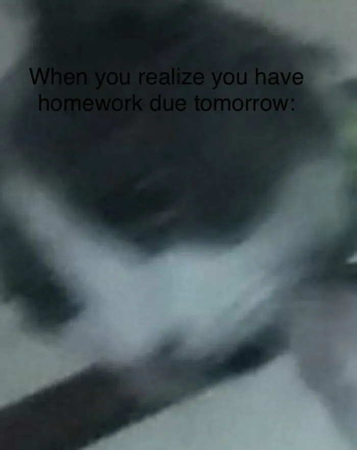 A Cat Meme I Made. It’s So Relatable Tbh