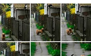 35 Times Animals Decided To Act Like Humans And It Got Documented In This Online Group