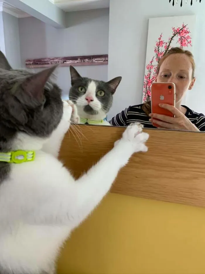 My House, Not My Cat
