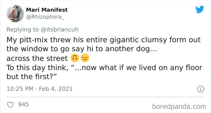 Frustrated Owners Share Stories About How Hard It Is To Catch A Dog Once It Runs Away (30 Pics)