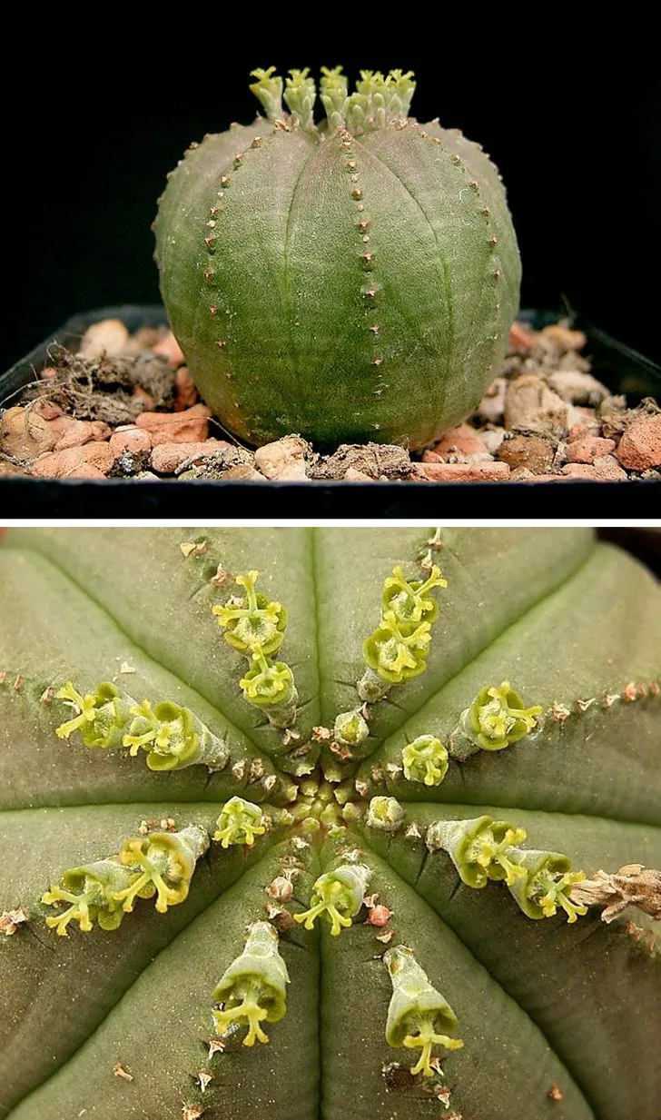 14 Strange Plants That Prove We Could Be Living On A Alien Planet