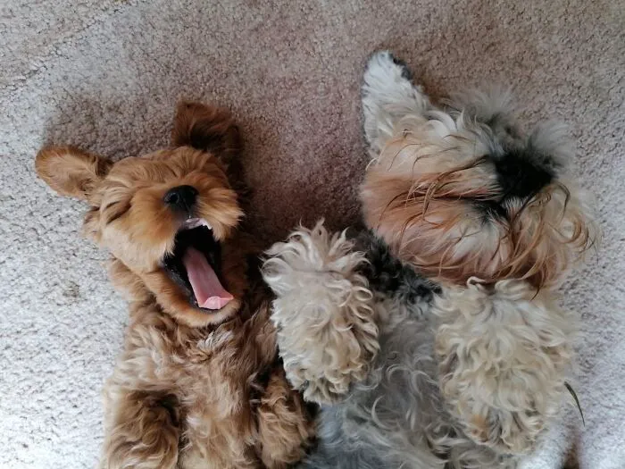 Doggies Pretzel & Olive