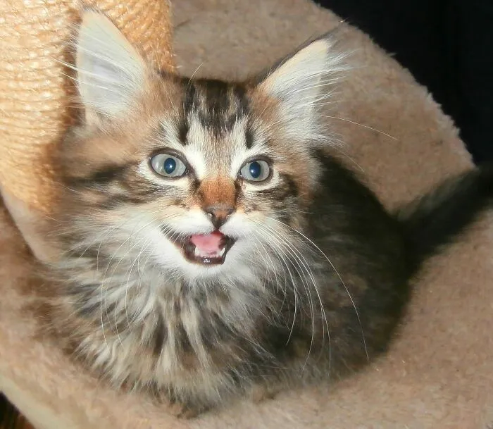 43 People Share How They Accidentally Conditioned Their Pets To Learn Unusual Skills Or Habits