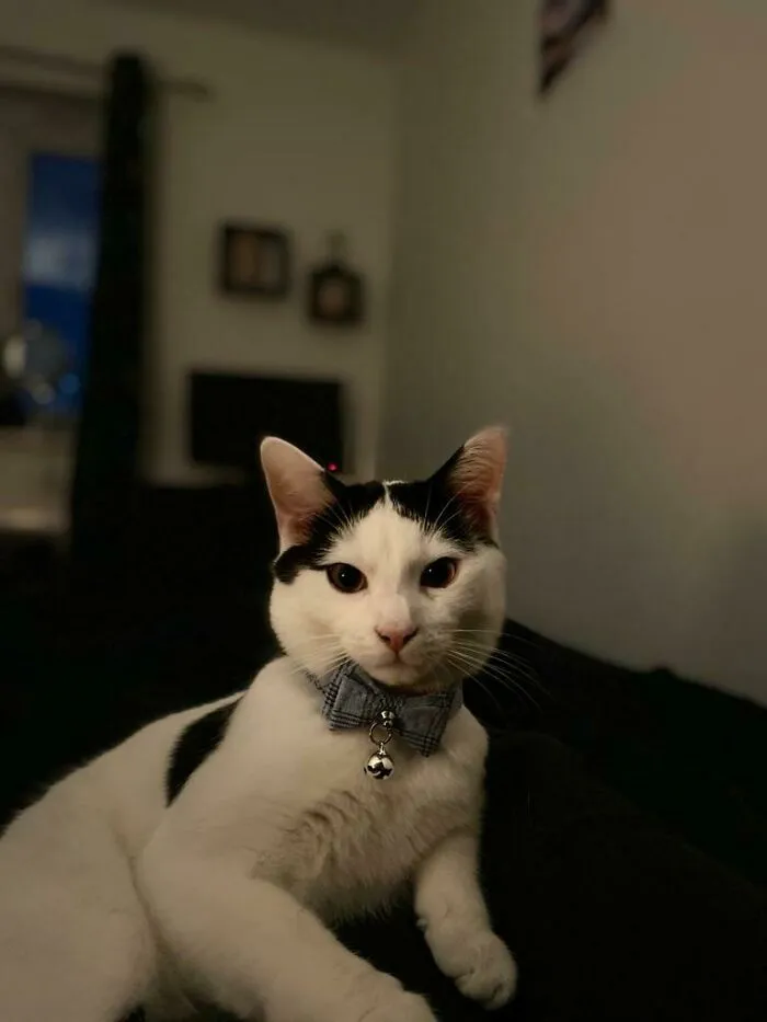 Handsome Boy
