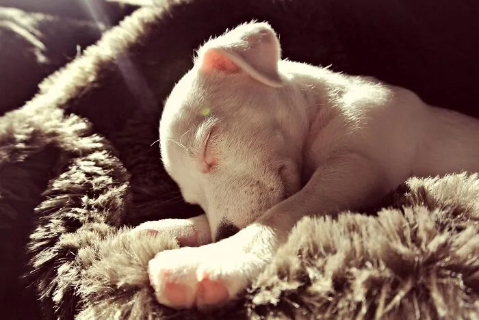 Sleeping Angel - Sophie