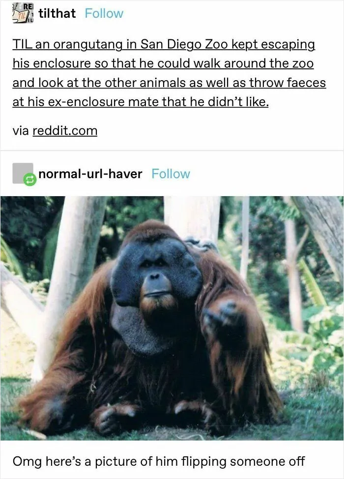 Orangutan