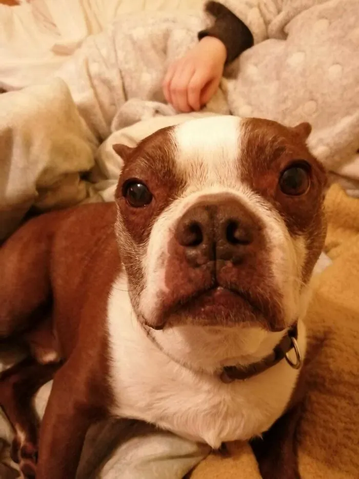 Buster, A Dog With Lips And Is Also A Very Good Boy.