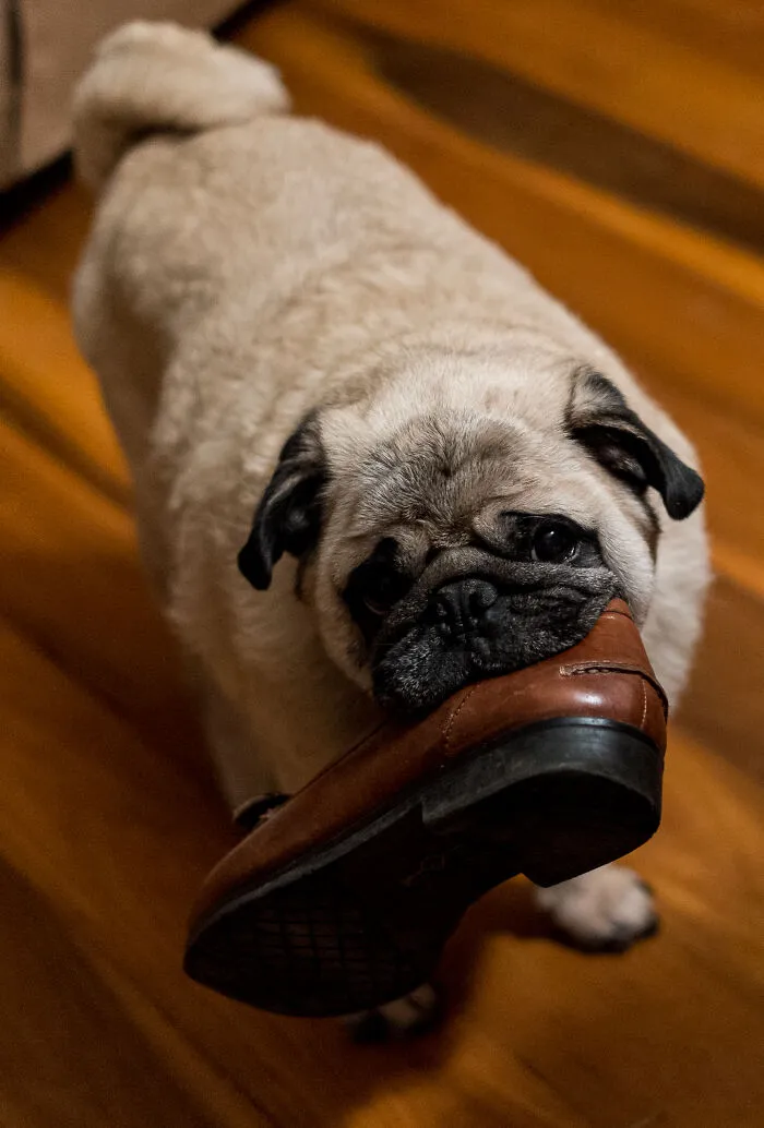 43 People Share How They Accidentally Conditioned Their Pets To Learn Unusual Skills Or Habits