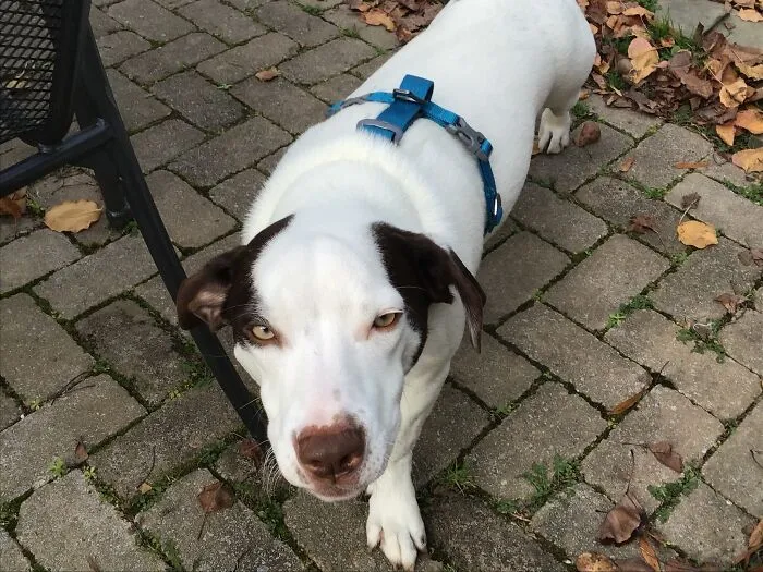 This Good Boi