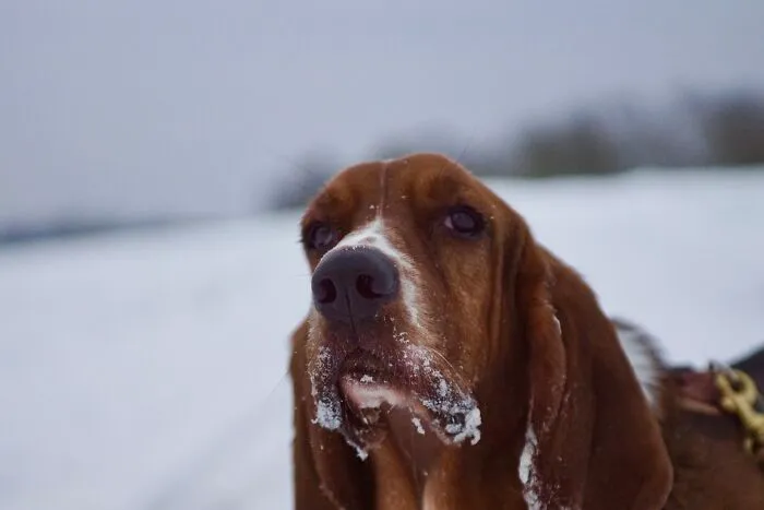 Freya Having Fun In Snow