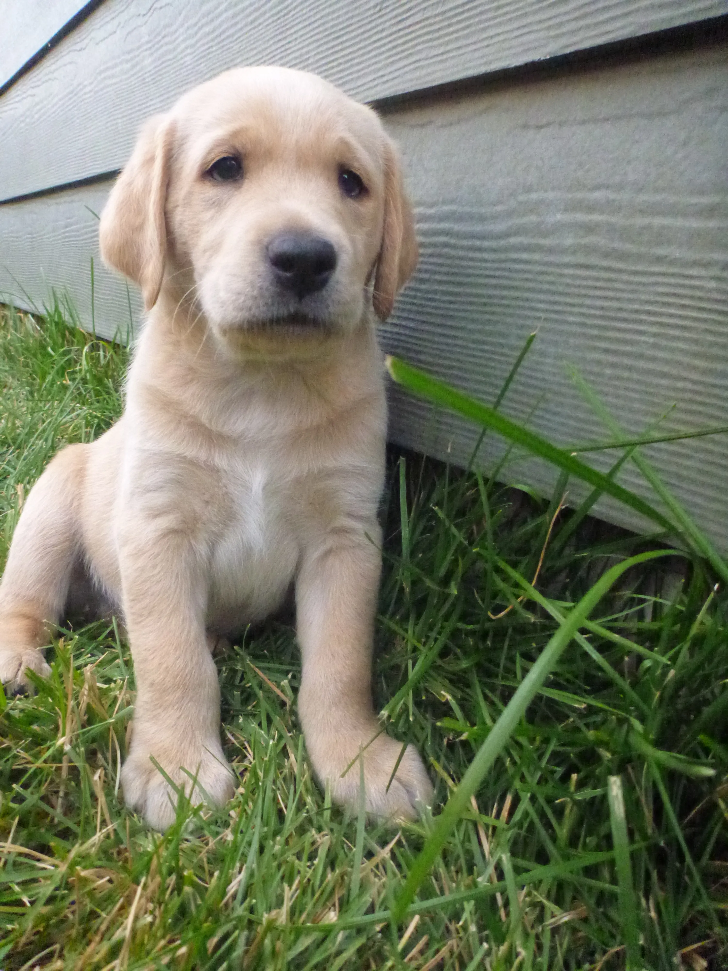 Here’s Doggo