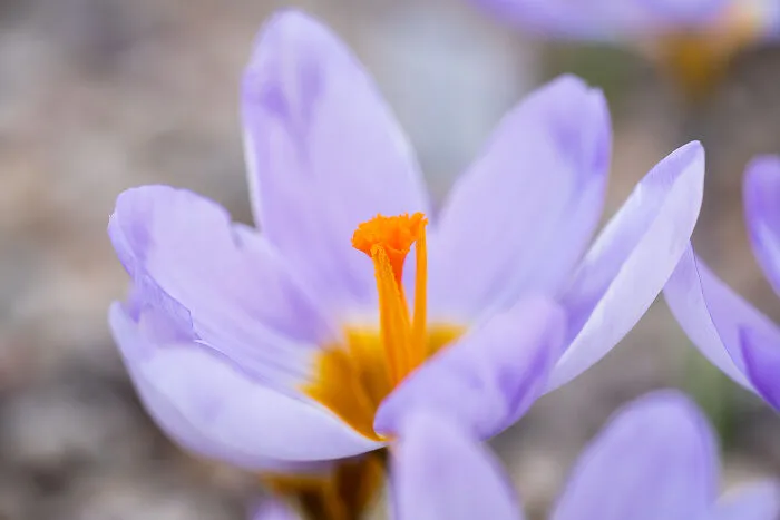 We Visited The Largest Crocus Flower Collection In The World Starts Blooming