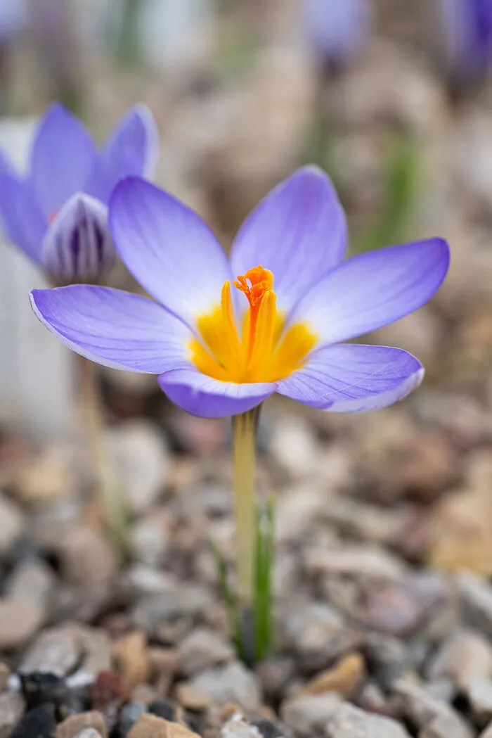 Extremely Delicate And To Be Only Observed, Not Touched