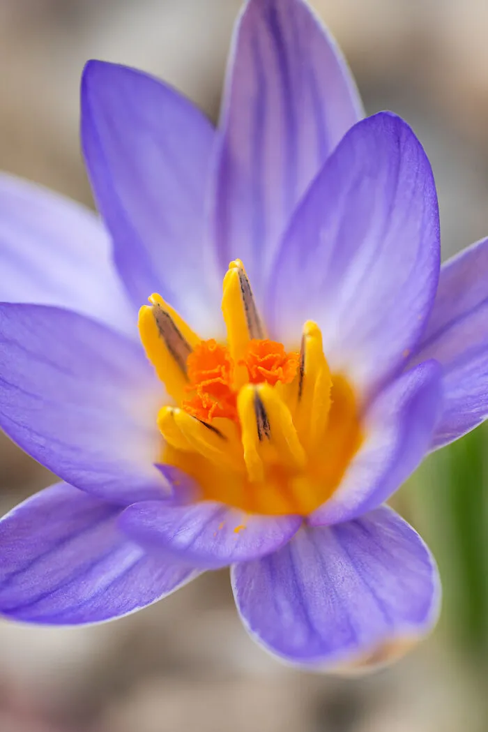 We Visited The Largest Crocus Flower Collection In The World Starts Blooming