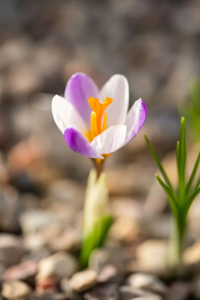 We Visited The Largest Crocus Flower Collection In The World Starts Blooming