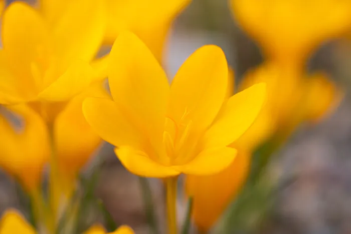 We Visited The Largest Crocus Flower Collection In The World Starts Blooming