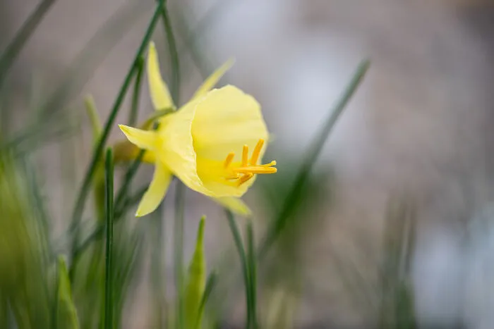 Daffodils Are Also Starting To Come Up