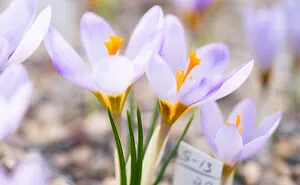 We Visited The Largest Crocus Flower Collection In The World Starts Blooming