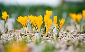 We Visited The Largest Crocus Flower Collection In The World Starts Blooming