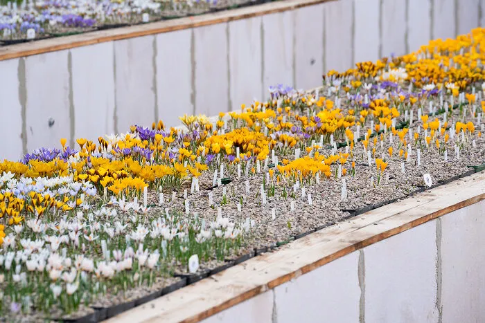 We Visited The Largest Crocus Flower Collection In The World Starts Blooming