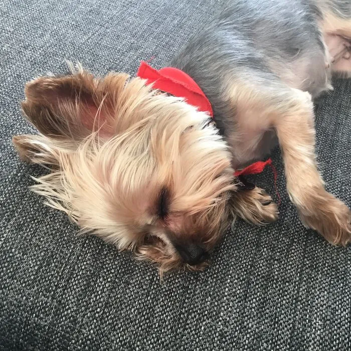 My Teenie Is Tired ❤️