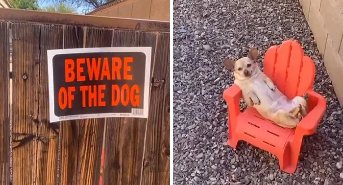 Perro guardián de servicio