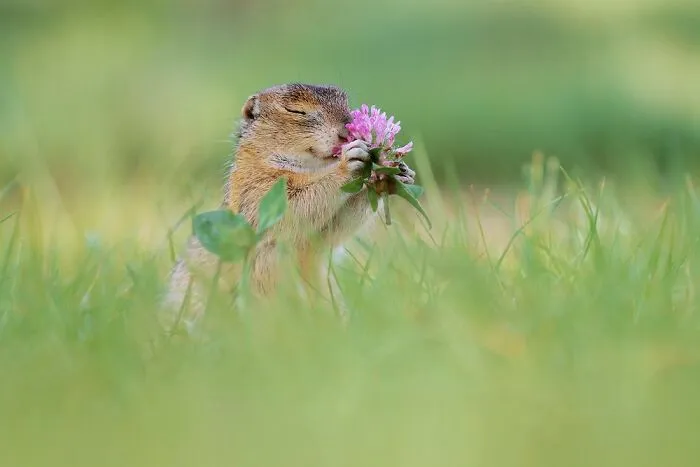 Award-Winning Photographer's Work Shows What Happens In Nature When The Animals Are Alone And At Peace (30 New Pics)