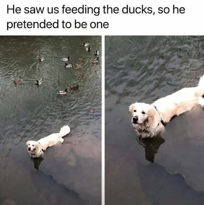 Something My Dog Would Do...