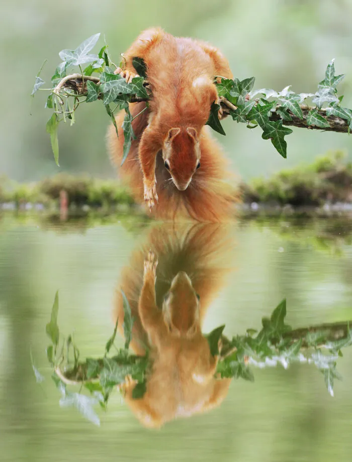 Award-Winning Photographer's Work Shows What Happens In Nature When The Animals Are Alone And At Peace (30 New Pics)