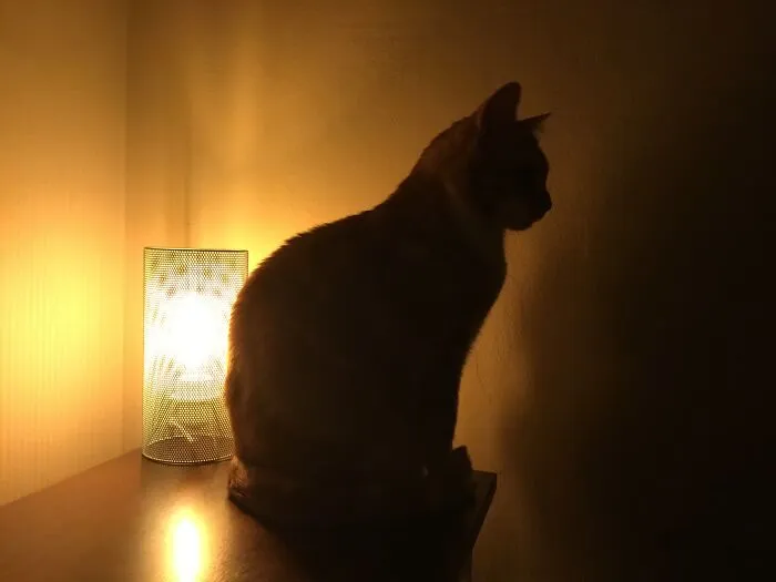 My Rescue Cat Waiting For Me To Get Up And Feed Him.