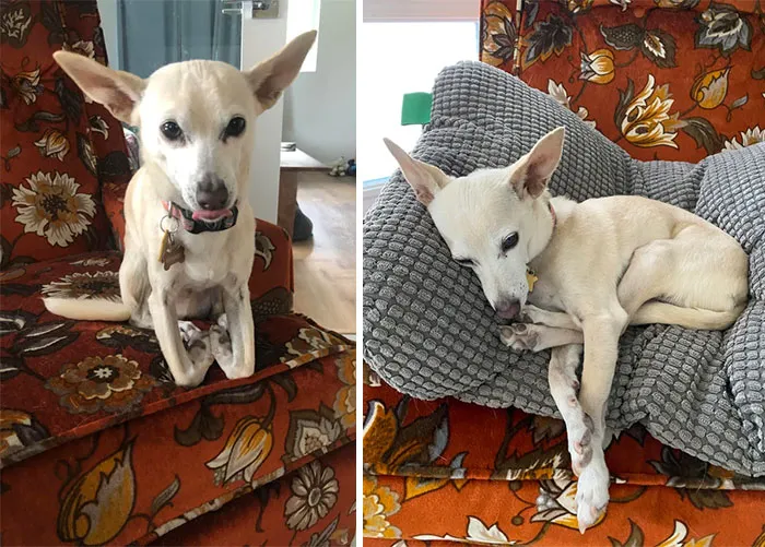 Disfrutad de esta sesión de fotos de Dexter, que no comprende a sus patas