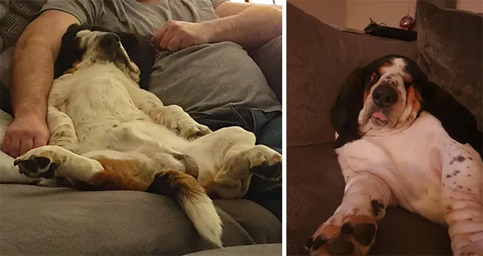 Posiciones absolutamente extrañas en las que a mi perro le gusta dormir