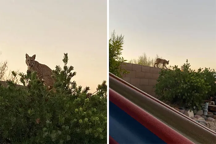 My House (Yard). Most Definitely Not My Cat
