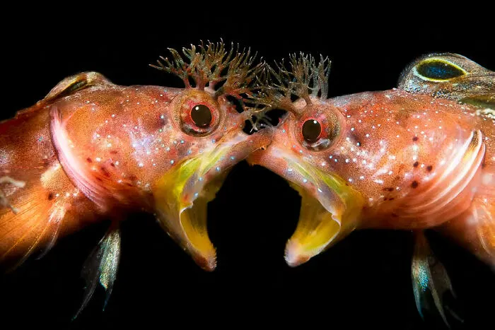 ‘Face To Face’ By Jinggong Zhang (China), 2nd Place In 'Behaviour'