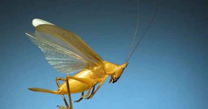 Here’s What These 11 Insect Species Look Like Flying In Slow Motion And Some Of Them Look Hilariously Derpy